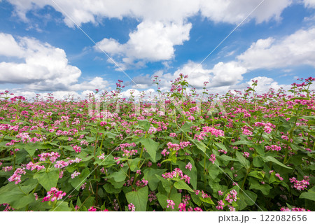 雲の浮かぶ空の下の赤いソバ畑 122082656