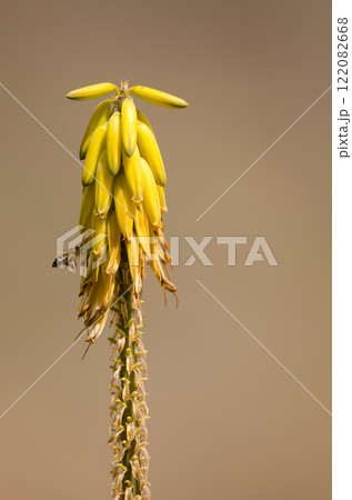 Western honey bee next to flowers of Aloe vera. 122082668