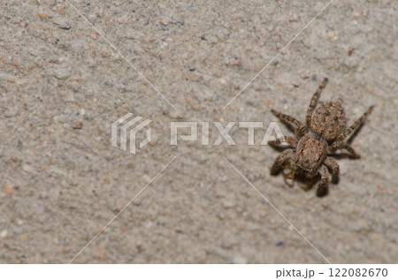 Jumping spider with another spider as prey. Jumping spider with another spider as prey. 122082670