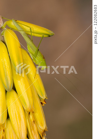 Bush cricket on flowers of Aloe vera. 122082683