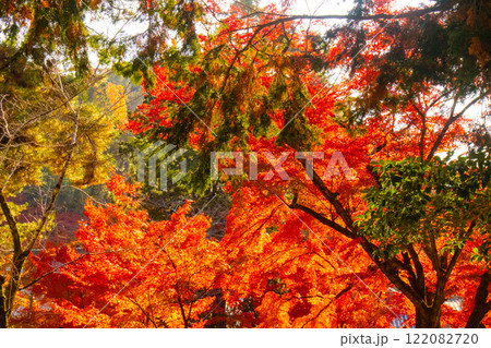 【京都風景】南禅寺　落ち着いた風情のある紅葉 122082720