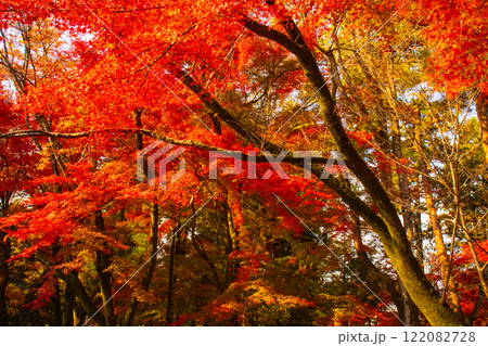 【京都風景】南禅寺　落ち着いた風情のある紅葉 122082728