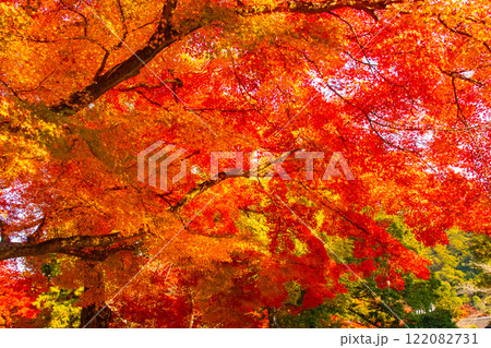 【京都風景】南禅寺　落ち着いた風情のある紅葉 122082731