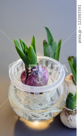 Onion sprouts Onion sprouts 122083501