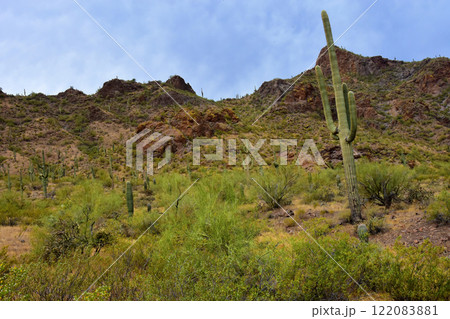 Sonora Desert Arizona Picacho Peak State Park 122083881