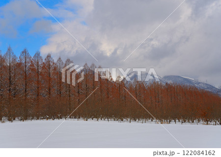 冬のメタセコイア並木(滋賀県マキノ町) 冬のメタセコイア並木(滋賀県マキノ町) 122084162