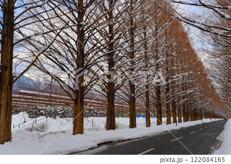 冬のメタセコイア並木(滋賀県マキノ町) 冬のメタセコイア並木(滋賀県マキノ町) 122084165