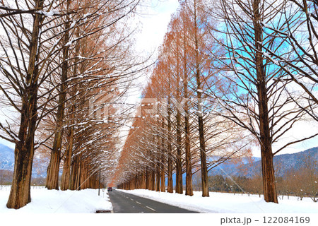 冬のメタセコイア並木(滋賀県マキノ町) 冬のメタセコイア並木(滋賀県マキノ町) 122084169