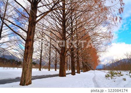 冬のメタセコイア並木(滋賀県マキノ町) 冬のメタセコイア並木(滋賀県マキノ町) 122084174