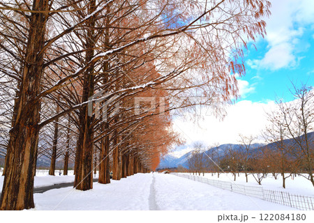 冬のメタセコイア並木(滋賀県マキノ町) 冬のメタセコイア並木(滋賀県マキノ町) 122084180