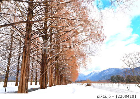 冬のメタセコイア並木（滋賀県マキノ町） 122084181