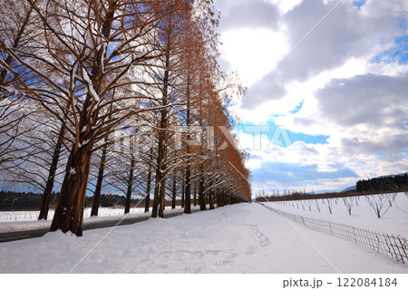 冬のメタセコイア並木（滋賀県マキノ町） 122084184