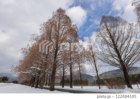冬のメタセコイア並木(滋賀県マキノ町) 冬のメタセコイア並木(滋賀県マキノ町) 122084185
