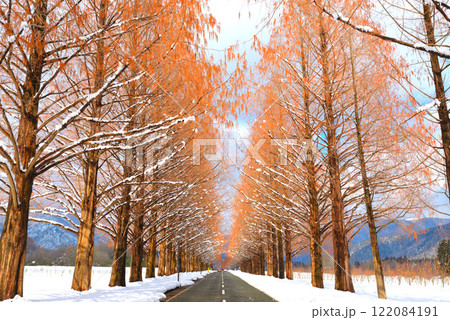 冬のメタセコイア並木(滋賀県マキノ町) 冬のメタセコイア並木(滋賀県マキノ町) 122084191