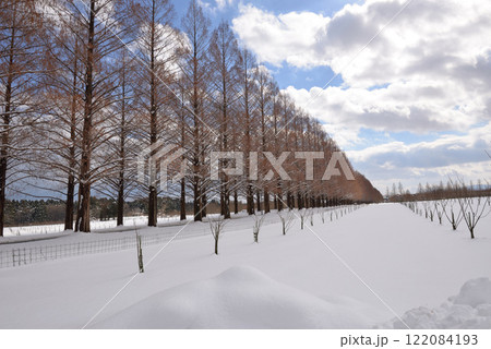 冬のメタセコイア並木（滋賀県マキノ町） 122084193