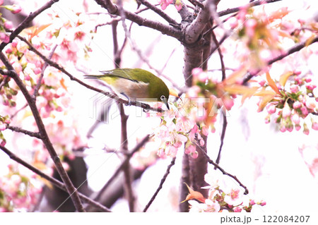 寒桜の蜜を吸うメジロ 寒桜の蜜を吸うメジロ 122084207