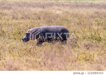 Hippo in the Ngorogoro Crater 122084333