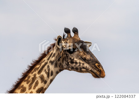 Masai Giraffe in the Serengeti Masai Giraffe in the Serengeti 122084337