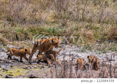 Lion Cubs in the Ngorogoro Crater 122084339