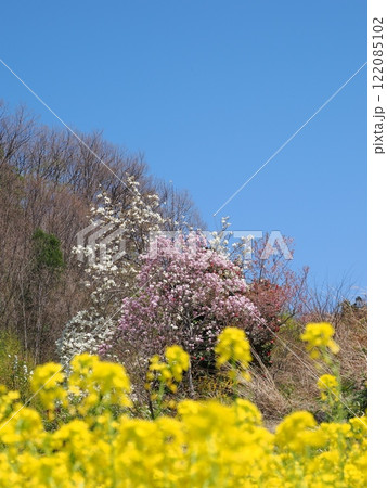春の絶景、菜の花と花桃と青空 春の絶景、菜の花と花桃と青空 122085102