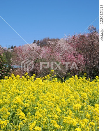 春の絶景、福島花見山公園の花桃と菜の花 122085118