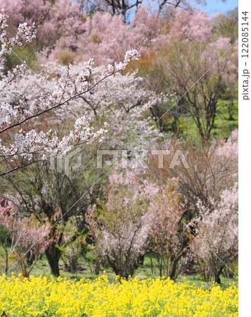 春の絶景、福島花見山公園の菜の花と花桃 春の絶景、福島花見山公園の菜の花と花桃 122085144