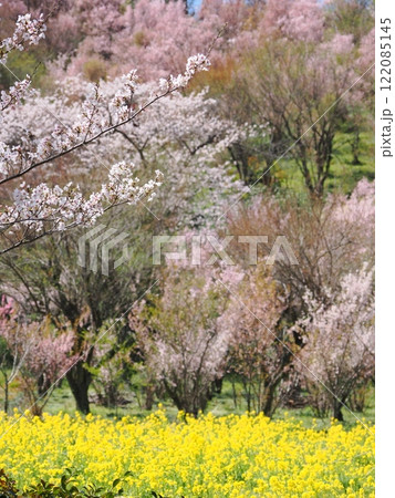 春の絶景、福島花見山公園の菜の花と花桃 122085145