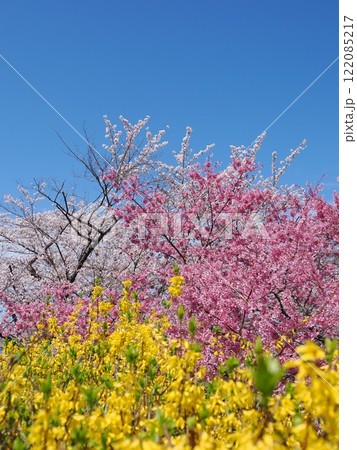 春爛漫!菜の花と花桃が彩る福島の絶景 春爛漫!菜の花と花桃が彩る福島の絶景 122085217