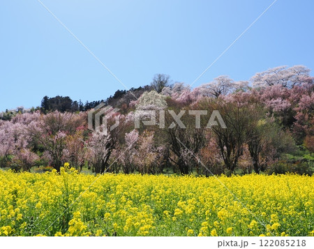 春爛漫!菜の花と花桃が彩る福島の絶景 春爛漫!菜の花と花桃が彩る福島の絶景 122085218
