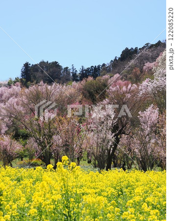 春爛漫!菜の花と花桃が彩る福島の絶景 春爛漫!菜の花と花桃が彩る福島の絶景 122085220