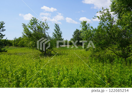 とある河川敷の草むら(十勝川・幕別町) とある河川敷の草むら(十勝川・幕別町) 122085254
