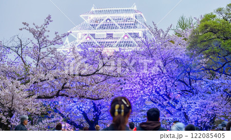 Travelers at sakura and Fukuoka Castle ruin light up, Maizuru park Travelers at sakura and Fukuoka Castle ruin light up, Maizuru park 122085405