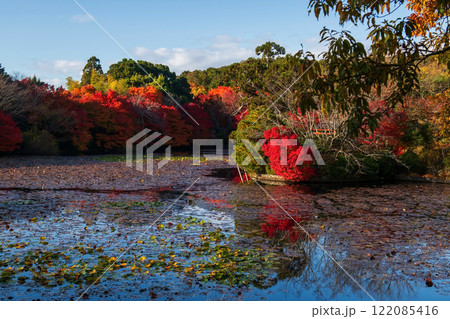 Ryoanji Temple pond and colorful Autumn maple leaves garden, Kyoto 122085416