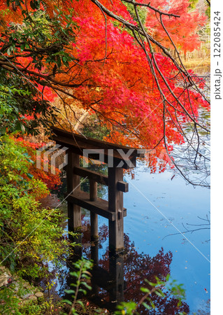 Torii gate over lake with red maple leaves at Ryoanji in autumn, Kyoto 122085424