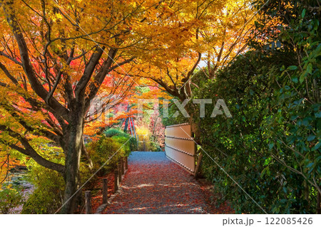 autumn foliage leaf tunnel along footpath at Ryoanji temple, Kyoto 122085426