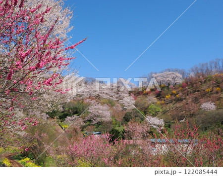 春爛漫!菜の花と花桃が彩る福島の絶景 春爛漫!菜の花と花桃が彩る福島の絶景 122085444