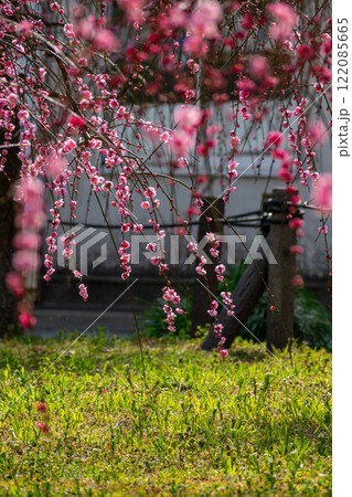 枝垂れ梅 枝垂れ梅 122085665