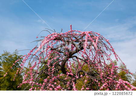 枝垂れ梅 122085672