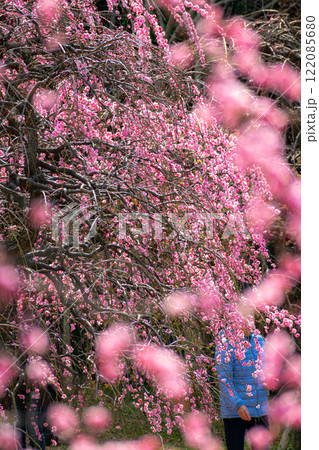 枝垂れ梅 122085680