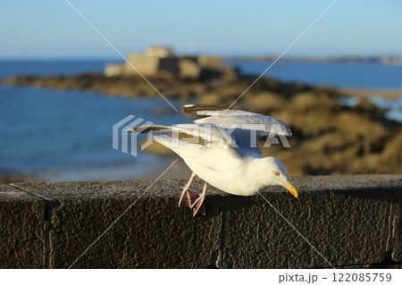 サン・マロ沖にあるナスィオナル要塞と飛び立つ海鳥 122085759