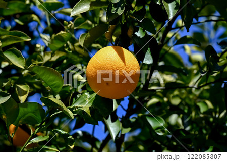 ダイダイ 122085807