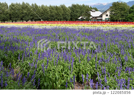 広がるラベンダー畑 広がるラベンダー畑 122085856