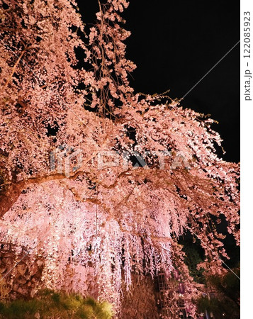 夜空に浮かぶ枝垂桜とライトアップが織りなす幻想的な春景色 122085923