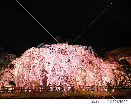 夜空に浮かぶ枝垂桜とライトアップが織りなす幻想的な春景色 122085925