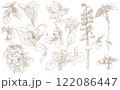 Flowers and leaves set flower bud graphic monochrome drawing botany herbarium 122086447