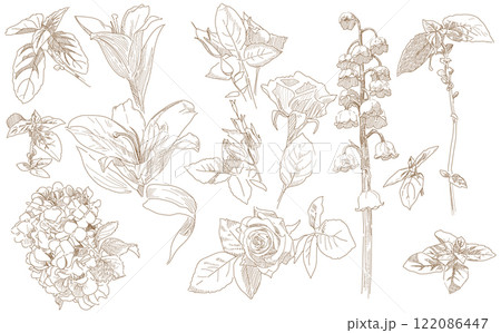 Flowers and leaves set flower bud graphic monochrome drawing botany herbarium Flowers and leaves set flower bud graphic monochrome drawing botany herbarium 122086447
