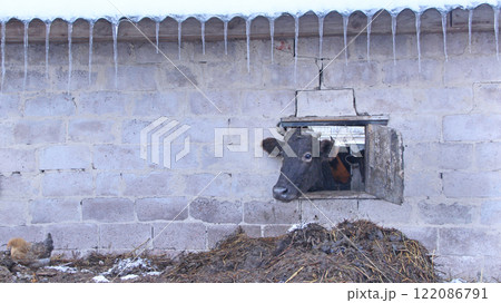 cow looking out from window of shed on brick wall. Farm animal cow looking out from window of shed on brick wall. Farm animal 122086791