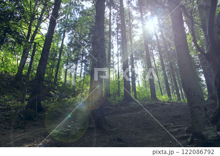 beam of light forces its way through trees. Light between trees in forest. 122086792