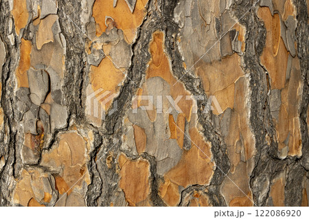 Maritime Pine, Pinus pinaster trunk symbol. Texture made of maritime pine tree bark. Beautiful Maritime Pine, Pinus pinaster trunk background. Conceptual image. Peaceful nature. 122086920