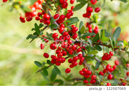 Close-up of a fruiting shrub called Pyracantha coccinea. Firethorn berries, rosaceae evergreen shrub. Dog apple, China, the scarlet, European species or red firethorn. Small, bright red berries. 122087069